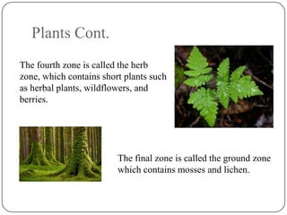 Plants Cont.
The fourth zone is called the herb
zone, which contains short plants such
as herbal plants, wildflowers, and
berries.

The final zone is called the ground zone
which contains mosses and lichen.

 