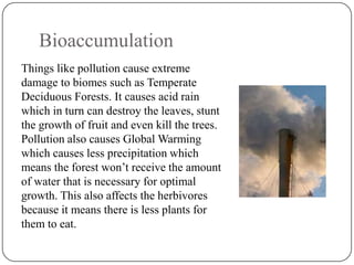 Bioaccumulation
Things like pollution cause extreme
damage to biomes such as Temperate
Deciduous Forests. It causes acid rain
which in turn can destroy the leaves, stunt
the growth of fruit and even kill the trees.
Pollution also causes Global Warming
which causes less precipitation which
means the forest won’t receive the amount
of water that is necessary for optimal
growth. This also affects the herbivores
because it means there is less plants for
them to eat.

 