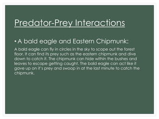 Predator-Prey Interactions
• A bald eagle and Eastern Chipmunk:
A bald eagle can fly in circles in the sky to scope out the forest
floor. It can find its prey such as the eastern chipmunk and dive
down to catch it. The chipmunk can hide within the bushes and
leaves to escape getting caught. The bald eagle can act like it
gave up on it’s prey and swoop in at the last minute to catch the
chipmunk.

 