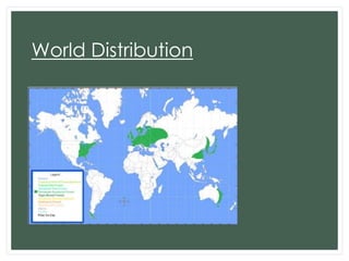 World Distribution

 