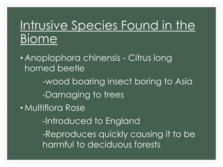 Intrusive Species Found in the
Biome
• Anoplophora chinensis - Citrus long
horned beetle
-wood boaring insect boring to Asia
-Damaging to trees
• Multiflora Rose
-Introduced to England

-Reproduces quickly causing it to be
harmful to deciduous forests

 