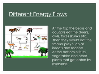 Different Energy Flows
At the top the bears and
cougars eat the deer's,
owls, foxes skunks etc.
then they would eat the
smaller prey such as
insects and rodents.
At the bottom is fruits,
vegetables and other
plants that get eaten by
everyone.

 