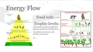 Energy Flow
Food web: →
Trophic levels:
(4) primary producers (plants),
primary producers (herbivores),
secondary consumers, and
tertiary consumers

←

 