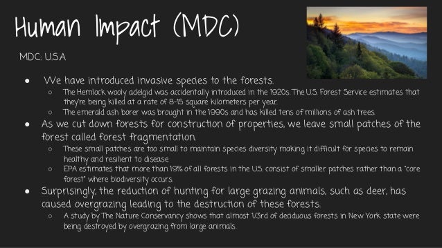 Temperate Deciduous Forest Period 4
