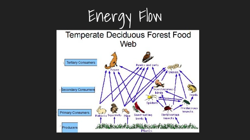 Temperate deciduous forest PERIOD 4