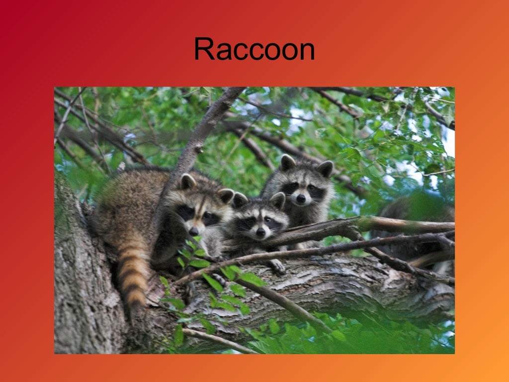 Temperate Deciduous Forest Flora Fauna