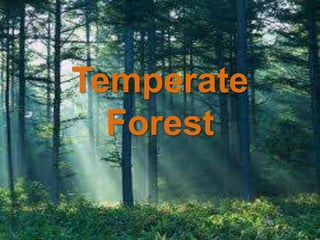 Temperate
  Forest
 