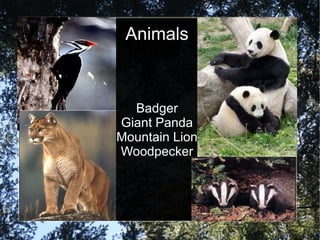 Animals



  Badger
Giant Panda
Mountain Lion
Woodpecker
 