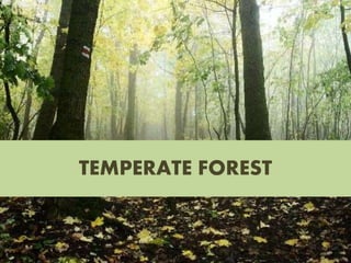 TEMPERATE FOREST
 