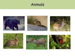 Animals
 