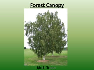 Temperate Forest Power Point | PPTX
