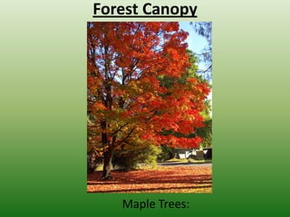 Forest CanopyMaple Trees: