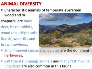ANIMAL DIVERSITY
 Characteristic animals of temperate evergreen
woodland or
chaparral are mule
deer, brush rabbits,
wood rats, chipmunks,
lizards, wem-tits and
brown towhees.
 Small-hooved cursorial ungulates are the dominant
herbivores.
 Saltatorial (jumping) animals and many fast moving
ungulates are also common in this fauna.
 
