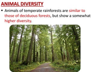 ANIMAL DIVERSITY
 Animals of temperate rainforests are similar to
those of deciduous forests, but show a somewhat
higher diversity.
 