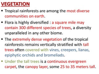 VEGETATION
 Tropical rainforests are among the most diverse
communities on earth.
 Flora is highly diversified : a square mile may
contain 300 different species of trees, a diversity
unparalleled in any other biome.
 The extremely dense vegetation of the tropical
rainforests remains vertically stratified with tall
trees often covered with vines, creepers, lianas,
epiphytic orchids and bromeliads.
 Under the tall trees is a continuous evergreen
carpet, the canopy layer, some 25 to 35 meters tall.
 