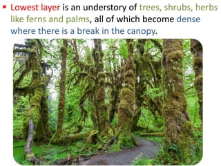  Lowest layer is an understory of trees, shrubs, herbs
like ferns and palms, all of which become dense
where there is a break in the canopy.
 