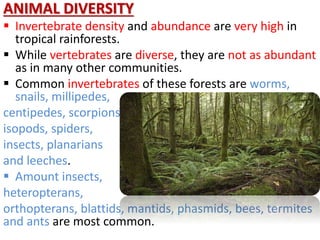 ANIMAL DIVERSITY
 Invertebrate density and abundance are very high in
tropical rainforests.
 While vertebrates are diverse, they are not as abundant
as in many other communities.
 Common invertebrates of these forests are worms,
snails, millipedes,
centipedes, scorpions,
isopods, spiders,
insects, planarians
and leeches.
 Amount insects,
heteropterans,
orthopterans, blattids, mantids, phasmids, bees, termites
and ants are most common.
 