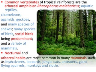  Common vertebrates of tropical rainforests are the
arboreal amphibian Rhacophorus malabaricus; aquatic
reptiles,
chameleons,
agamids, geckoes,
and many species of
snakes; many species
of birds, social birds
being predominant;
and a variety of
mammals.
 Nocturnal and
arboreal habits are most common in many mammals such
as insectivores, leopards, jungle cats, anteaters, giant
flying squirrels, monkeys and sloths.
 