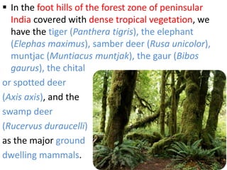  In the foot hills of the forest zone of peninsular
India covered with dense tropical vegetation, we
have the tiger (Panthera tigris), the elephant
(Elephas maximus), samber deer (Rusa unicolor),
muntjac (Muntiacus muntjak), the gaur (Bibos
gaurus), the chital
or spotted deer
(Axis axis), and the
swamp deer
(Rucervus duraucelli)
as the major ground
dwelling mammals.
 