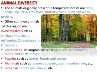ANIMAL DIVERSITY
 The animals originally present in temperate forests are deer,
bears, squirrels, gray foxes, bobcats, wild turkey and wood
peckers.
 Other common animals
of this region are
invertebrates such as
earthworms, snails,
millipedes, Coleoptera and
Orthoptera.
 Vertebrates like amphibians such as newts, salamanders,
toads, and cricket frogs.
 Reptiles such as turtles, lizards and snakes.
 Mammals such as racoon opossum, pigs, mountain lion, etc.
 Birds like horned owl, hawks, etc.
 