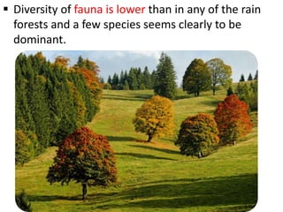 Diversity of fauna is lower than in any of the rain
forests and a few species seems clearly to be
dominant.
 