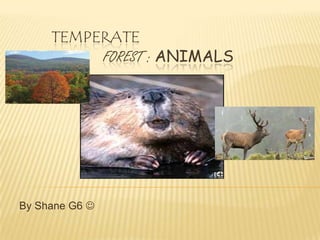TEMPERATE
          FOREST : ANIMALS




By Shane G6 
 