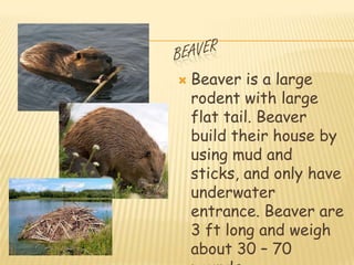    Beaver is a large
    rodent with large
    flat tail. Beaver
    build their house by
    using mud and
    sticks, and only have
    underwater
    entrance. Beaver are
    3 ft long and weigh
    about 30 – 70
 
