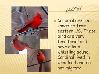    Cardinal are red
    songbird from
    eastern US. These
    bird are very
    territorial and
    have a loud
    whistling sound.
    Cardinal lived in
    woodland and do
    not migrate.
 