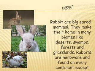 Rabbit are big eared
 mammal. They make
 their home in many
     biomes like
  deserts, swamps,
     forests and
 grasslands. Rabbits
  are herbivore and
   found on every
  continent except
 
