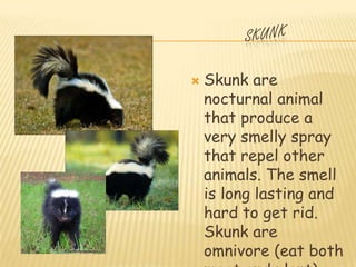    Skunk are
    nocturnal animal
    that produce a
    very smelly spray
    that repel other
    animals. The smell
    is long lasting and
    hard to get rid.
    Skunk are
    omnivore (eat both
 