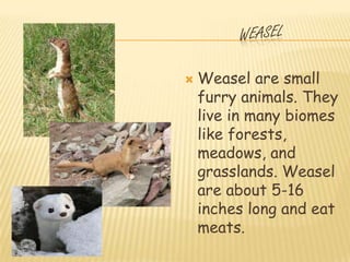    Weasel are small
    furry animals. They
    live in many biomes
    like forests,
    meadows, and
    grasslands. Weasel
    are about 5-16
    inches long and eat
    meats.
 
