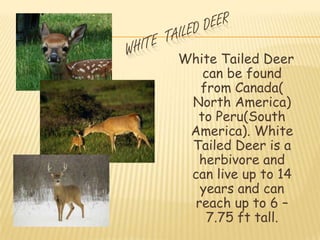 White Tailed Deer
   can be found
   from Canada(
 North America)
  to Peru(South
 America). White
 Tailed Deer is a
   herbivore and
 can live up to 14
   years and can
  reach up to 6 –
    7.75 ft tall.
 