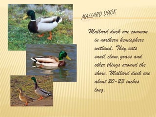 Mallard duck are common
 in northern hemisphere
 wetland. They eats
 snail,clam,grass and
 other things around the
 shore. Mallard duck are
 about 20-23 inches
 long.
 