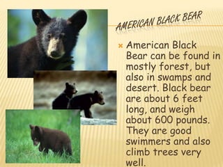    American Black
    Bear can be found in
    mostly forest, but
    also in swamps and
    desert. Black bear
    are about 6 feet
    long, and weigh
    about 600 pounds.
    They are good
    swimmers and also
    climb trees very
    well.
 