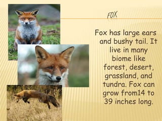 Fox has large ears
 and bushy tail. It
    live in many
     biome like
  forest, desert,
   grassland, and
  tundra. Fox can
  grow from14 to
  39 inches long.
 