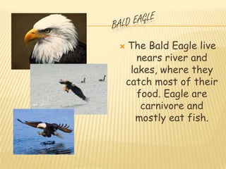    The Bald Eagle live
       nears river and
     lakes, where they
    catch most of their
       food. Eagle are
        carnivore and
      mostly eat fish.
 