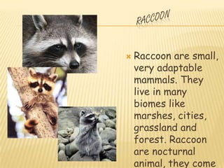    Raccoon are small,
    very adaptable
    mammals. They
    live in many
    biomes like
    marshes, cities,
    grassland and
    forest. Raccoon
    are nocturnal
    animal, they come
 