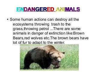 ENENDANDANGERGEREDED ANIANIMALSMALS
●
Some human actions can destroy all the
ecosystems throwing trash to the
grass,throwing petrol ...There are some
animals in danger of extinction like:Brown
Bears,red wolves etc.The brown bears have
lot of fur to adapt to the winter.
 