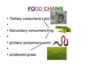 FOOD CHAINS
●
Tertiary consumers:Lynx
●
●
Secundary consumers:frog
●
●
primary consumers:worm
●
●
producers:grass
 