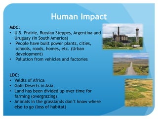 Human Impact
MDC:
• U.S. Prairie, Russian Steppes, Argentina and
Uruguay (in South America)
• People have built power plants, cities,
schools, roads, homes, etc. (Urban
development)
• Pollution from vehicles and factories
LDC:
• Veldts of Africa
• Gobi Deserts in Asia
• Land has been divided up over time for
farming (overgrazing)
• Animals in the grasslands don’t know where
else to go (loss of habitat)
 