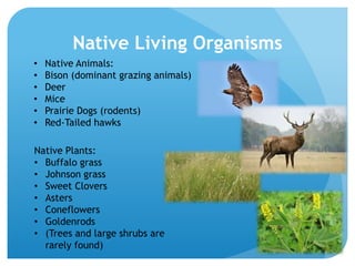 Native Living Organisms
• Native Animals:
• Bison (dominant grazing animals)
• Deer
• Mice
• Prairie Dogs (rodents)
• Red-Tailed hawks
Native Plants:
• Buffalo grass
• Johnson grass
• Sweet Clovers
• Asters
• Coneflowers
• Goldenrods
• (Trees and large shrubs are
rarely found)
 