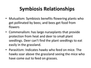 Symbiosis RelationshipsMutualism: Symbiosis benefits flowering plants who get pollinated by bees; and bees get food from flowersCommenalism: has large nurseplants that provide protection from heat and deer to small plant seedlings. Deer can’t find the plant seedlings to eat easily in the grassland.Parasitism: Indicates hawks who feed on mice. The hawks soar above the grassland seeing the mice who have come out to feed on grasses. 