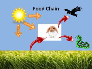Food Chain