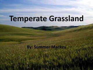 Temperate Grassland By: Summer Mackey 