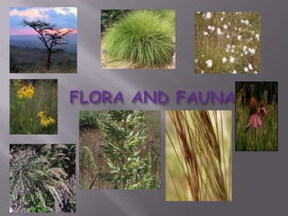 Temperate grasslands