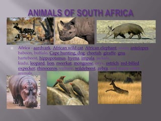  Africa - aardvark, African wild cat, African elephant, many antelopes,
baboon, buffalo, Cape hunting, dog, cheetah, giraffe, gnu,
hartebeest, hippopotamus, hyena, impala, jackals,
kudu, leopard, lion, meerkat, mongoose, oryx, ostrich, red-billed
oxpecker, rhinoceros, vulture, wildebeest, zebra, and many other
animals.
 