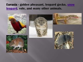 Eurasia - golden pheasant, leopard gecko, snow
leopard, vole, and many other animals.
 
