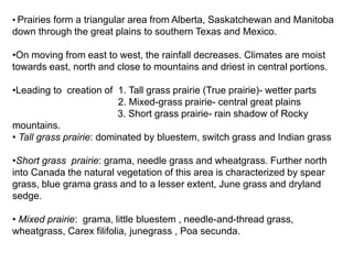 • Prairies form a triangular area from Alberta, Saskatchewan and Manitoba
down through the great plains to southern Texas and Mexico.
•On moving from east to west, the rainfall decreases. Climates are moist
towards east, north and close to mountains and driest in central portions.
•Leading to creation of 1. Tall grass prairie (True prairie)- wetter parts
2. Mixed-grass prairie- central great plains
3. Short grass prairie- rain shadow of Rocky
mountains.
• Tall grass prairie: dominated by bluestem, switch grass and Indian grass
•Short grass prairie: grama, needle grass and wheatgrass. Further north
into Canada the natural vegetation of this area is characterized by spear
grass, blue grama grass and to a lesser extent, June grass and dryland
sedge.
• Mixed prairie: grama, little bluestem , needle-and-thread grass,
wheatgrass, Carex filifolia, junegrass , Poa secunda.
 