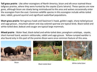 Tall grass prairie: Like other ecoregions of North America, bison and elk once roamed these
tallgrass prairies, where they were hunted by the coyote (Canis latrans). These species are now
gone, although bison are slowly being reintroduced to the area and wolves occasionally enter
the ecoregion from the east. Common wildlife species in this ecoregion include white-tailed
deer, rabbit, ground squirrel and significant waterfowl populations.
Short grass prairie: ferruginous hawk and Swainson's hawk, golden eagle, sharp-tailed grouse
and sage grouse , mountain plover and clay-colored sparrow are typical birds. Black-tailed and
white-tailed deer, bobcat and cougar are typical large mammals.
Mixed prairie : Water fowl, black-tailed and white-tailed deer, pronghorn antelope, coyote,
short-horned lizard, western rattlesnake, rabbit and sage grouse. Yellow-rumped warbler is
also found only in this part of the prairies Bison were once common feature of this area.
Bison
Black tailed deer White tailed deer
 