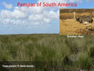 Pampas of South America
Greater rhea
 